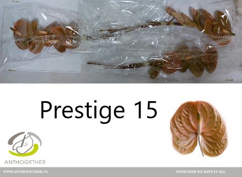 Anth A Prestige