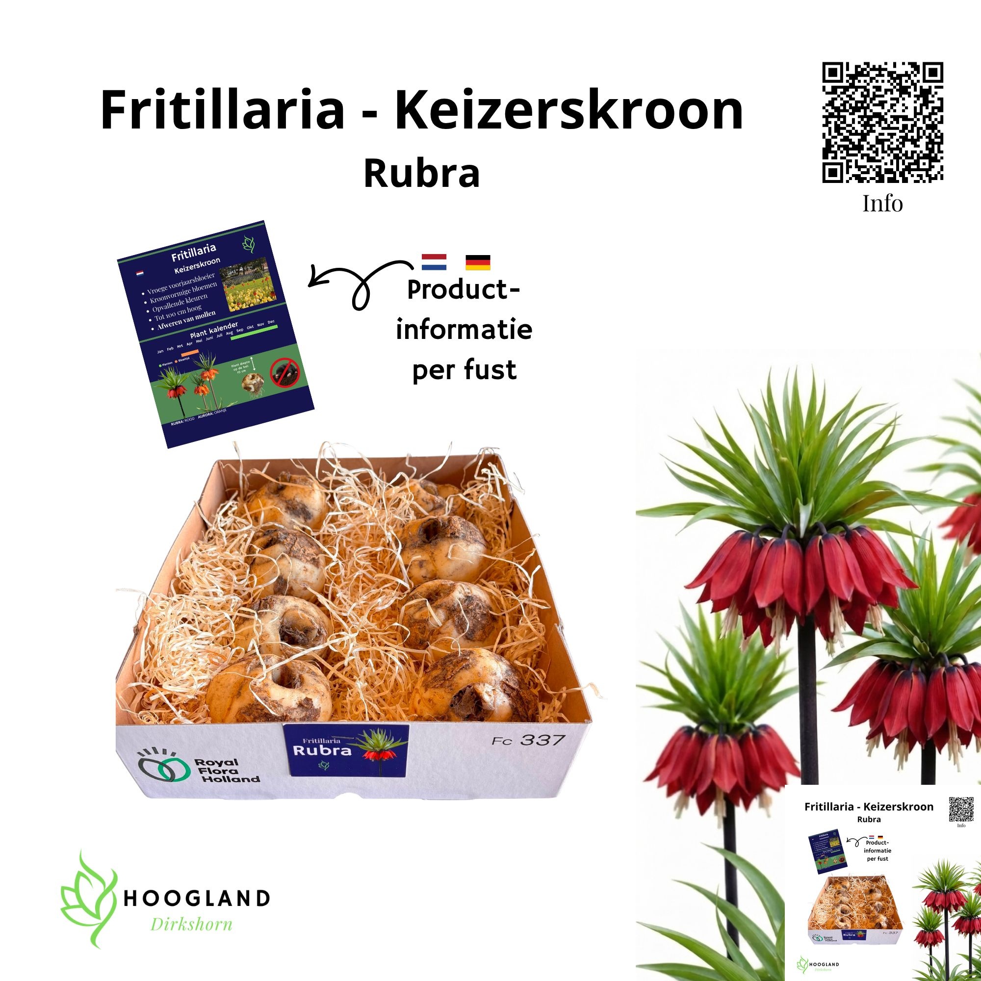 Fritillaria Bol