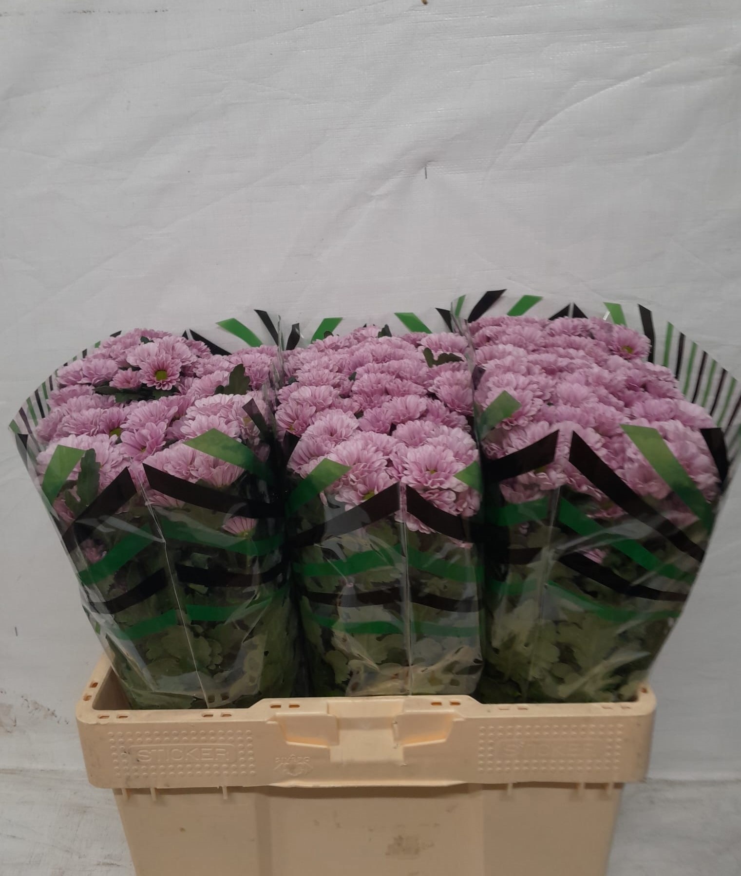 Chrys Santini Fabiani Pink 55cm 700Ø