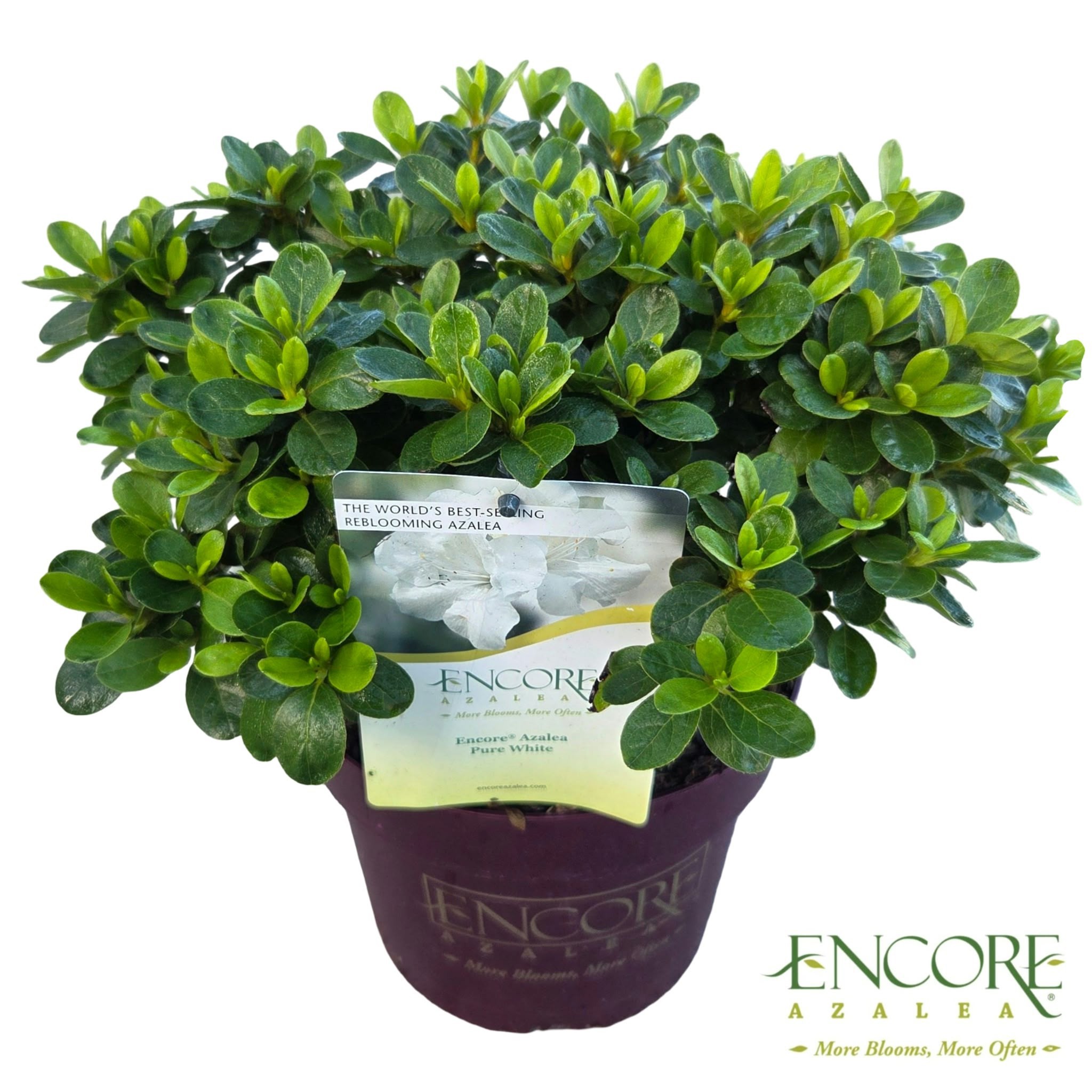Rhododendron Encore® Pure White Julia ('Homlea')