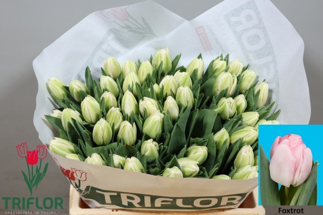 Tulipa Double Foxtrot 36cm 34gram