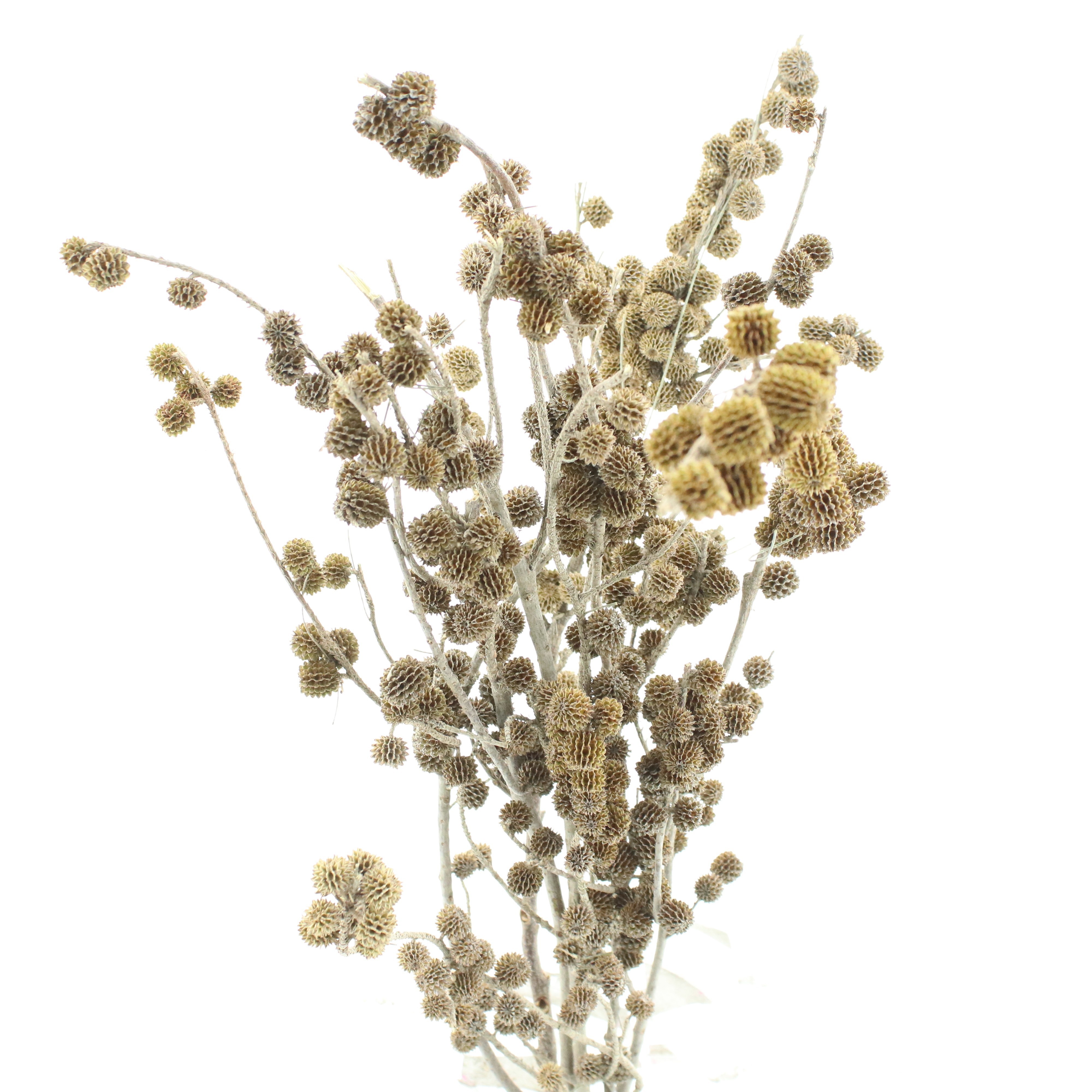 Dried Miscellaneous 70cm