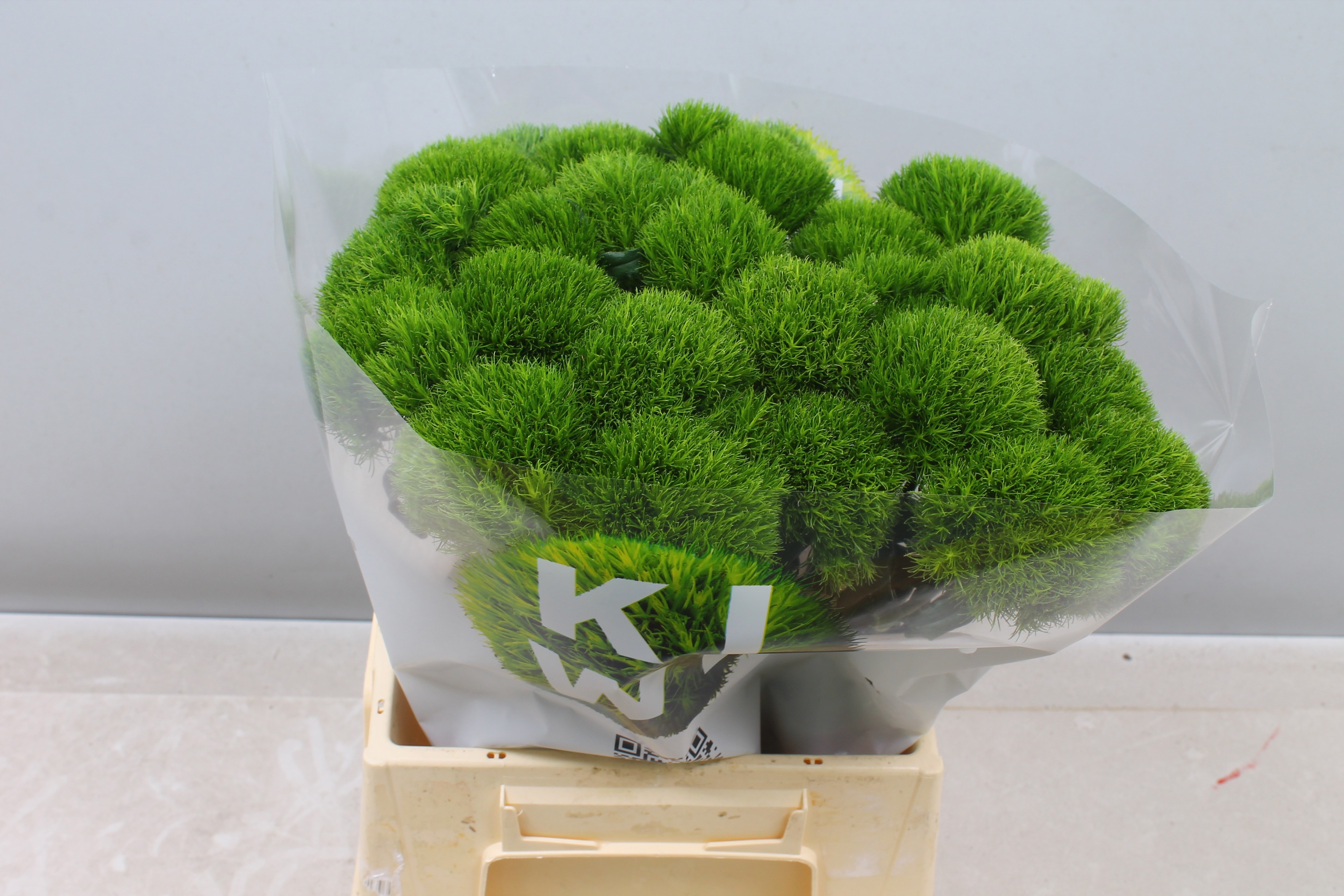 Dianthus Barb Kiwi Cool 45cm