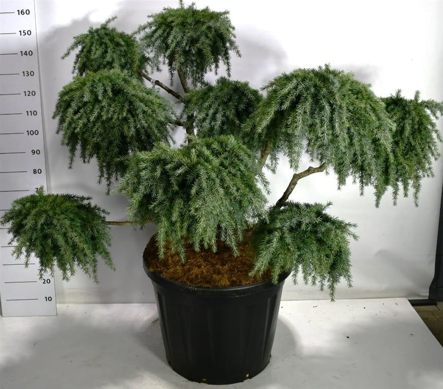 Cedrus deodara 'Feelin' Blue'