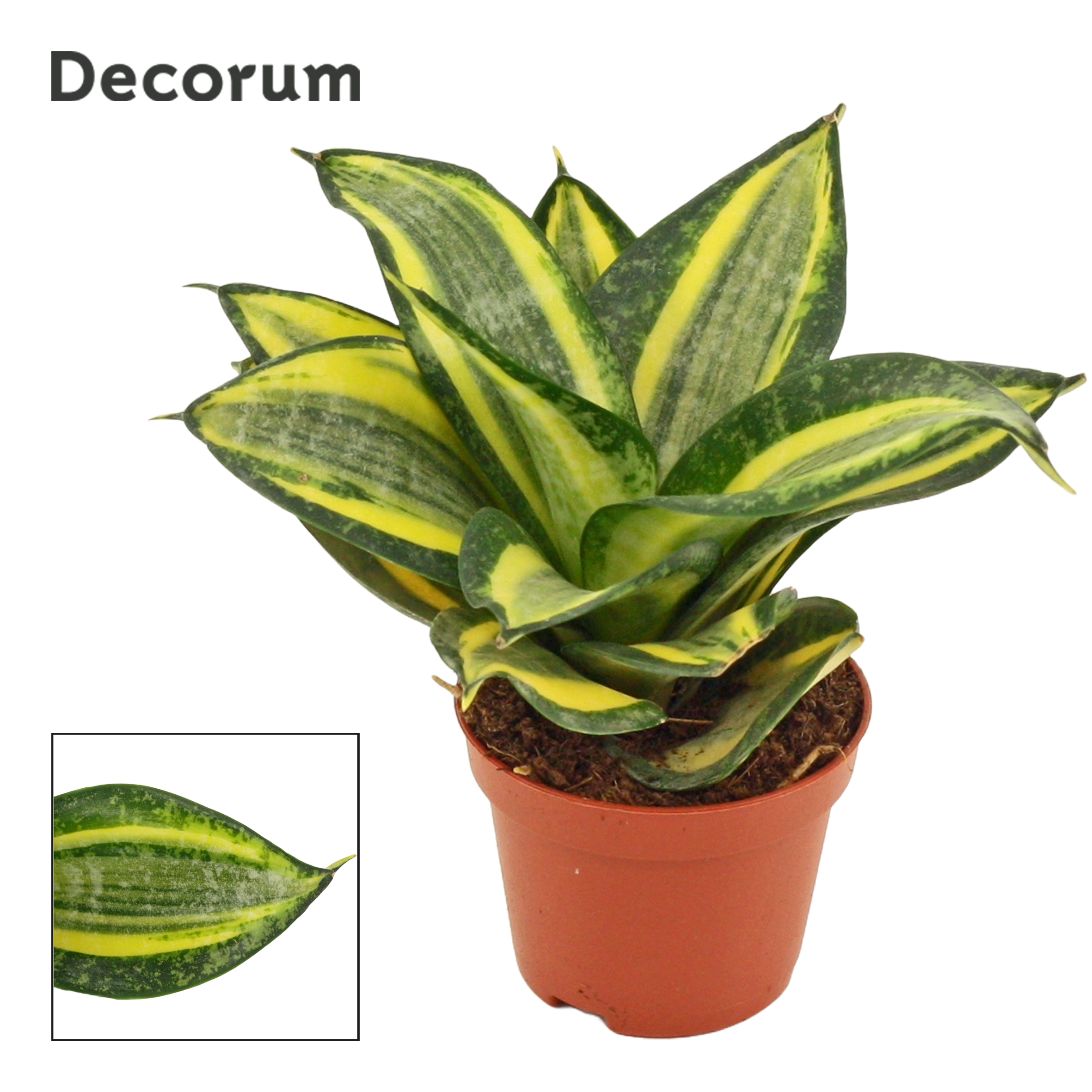 Picture of Sansevieria hahnii Jade multicolor (Decorum) P6 14CM