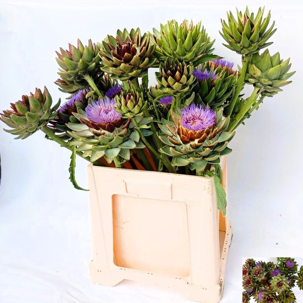 Cynara Sc Green Glob