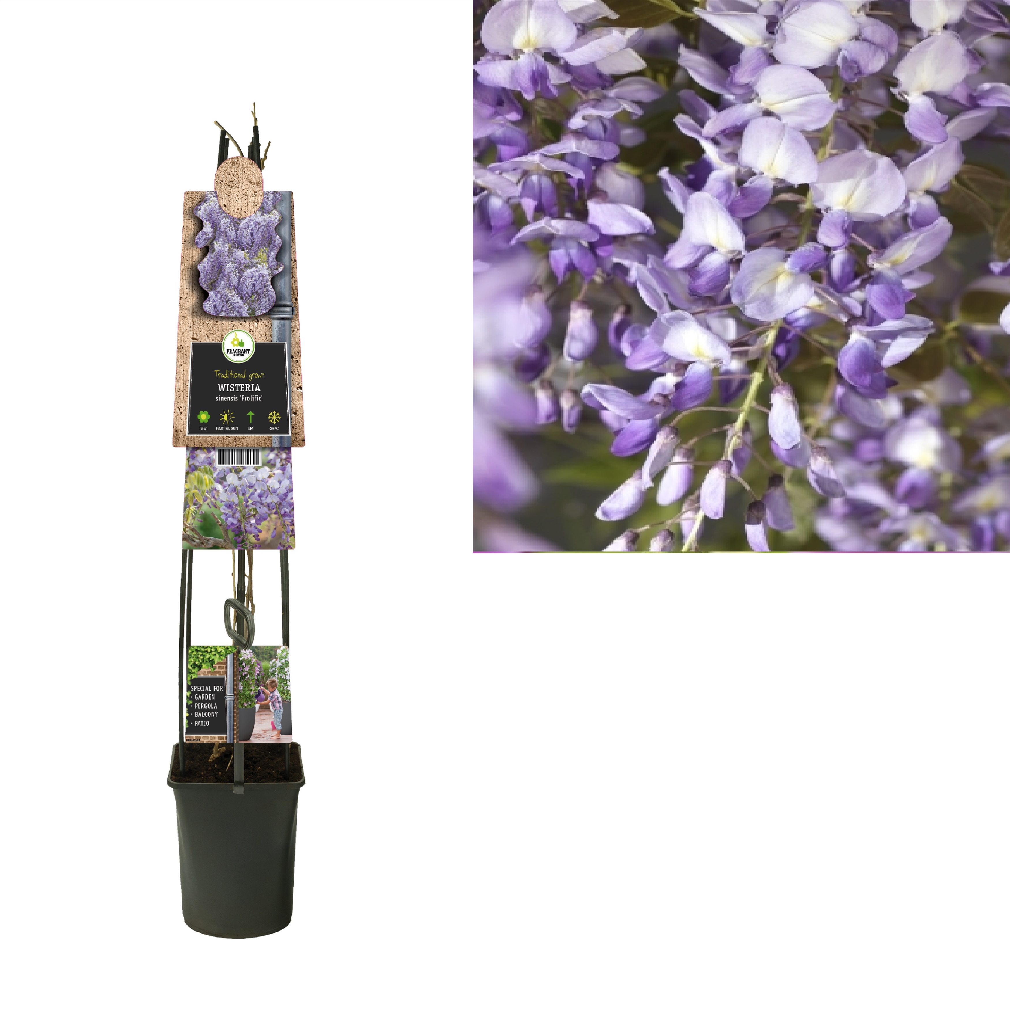 Picture of Wisteria sinensis Prolific +3.0 label P23 115cm