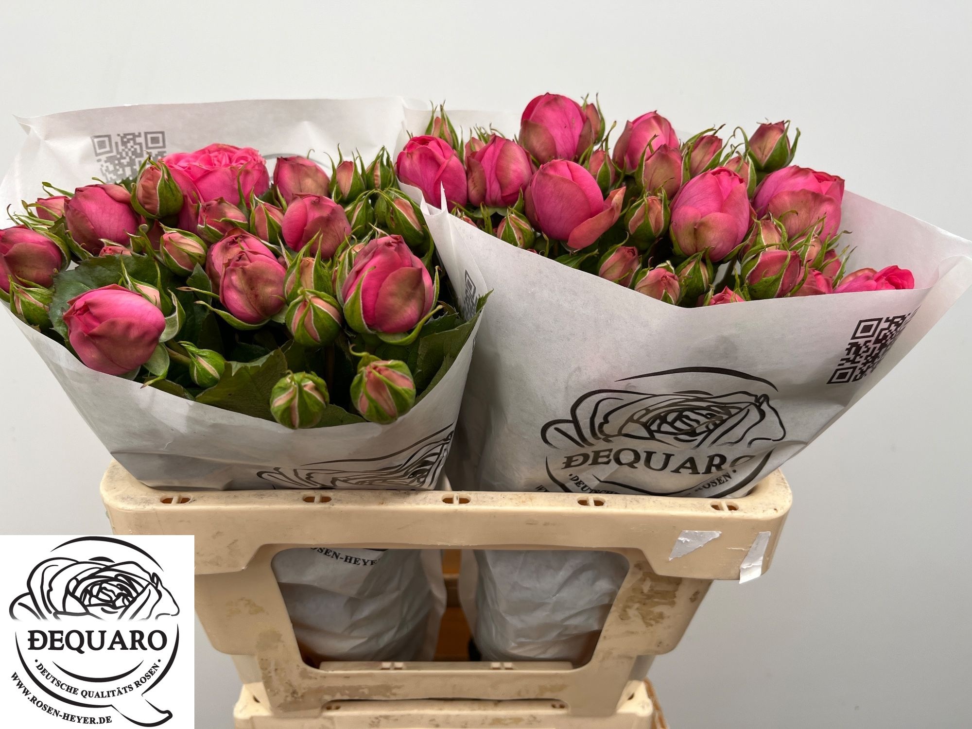Rosa Spr Pink Piano Freiland 50cm