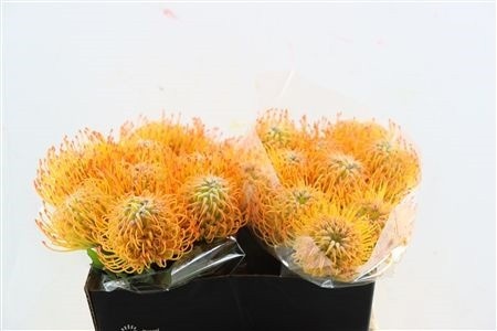 Leucospermum Ayoba Sun 40cm