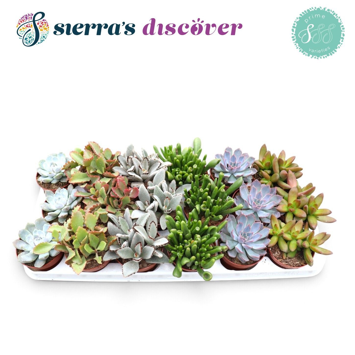 Succ Ov 508P 12H
