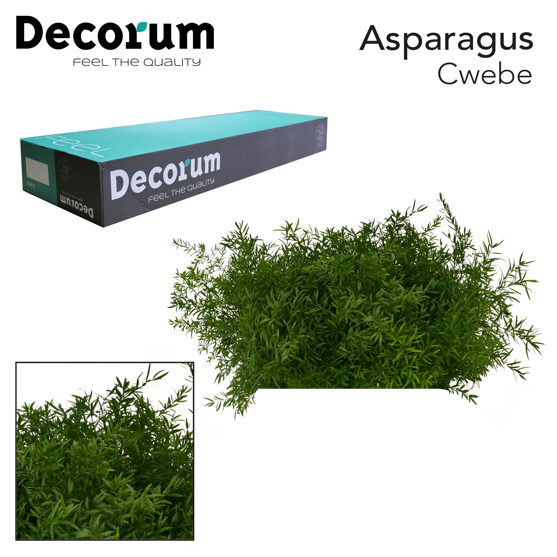 Asp Dens Cwebe