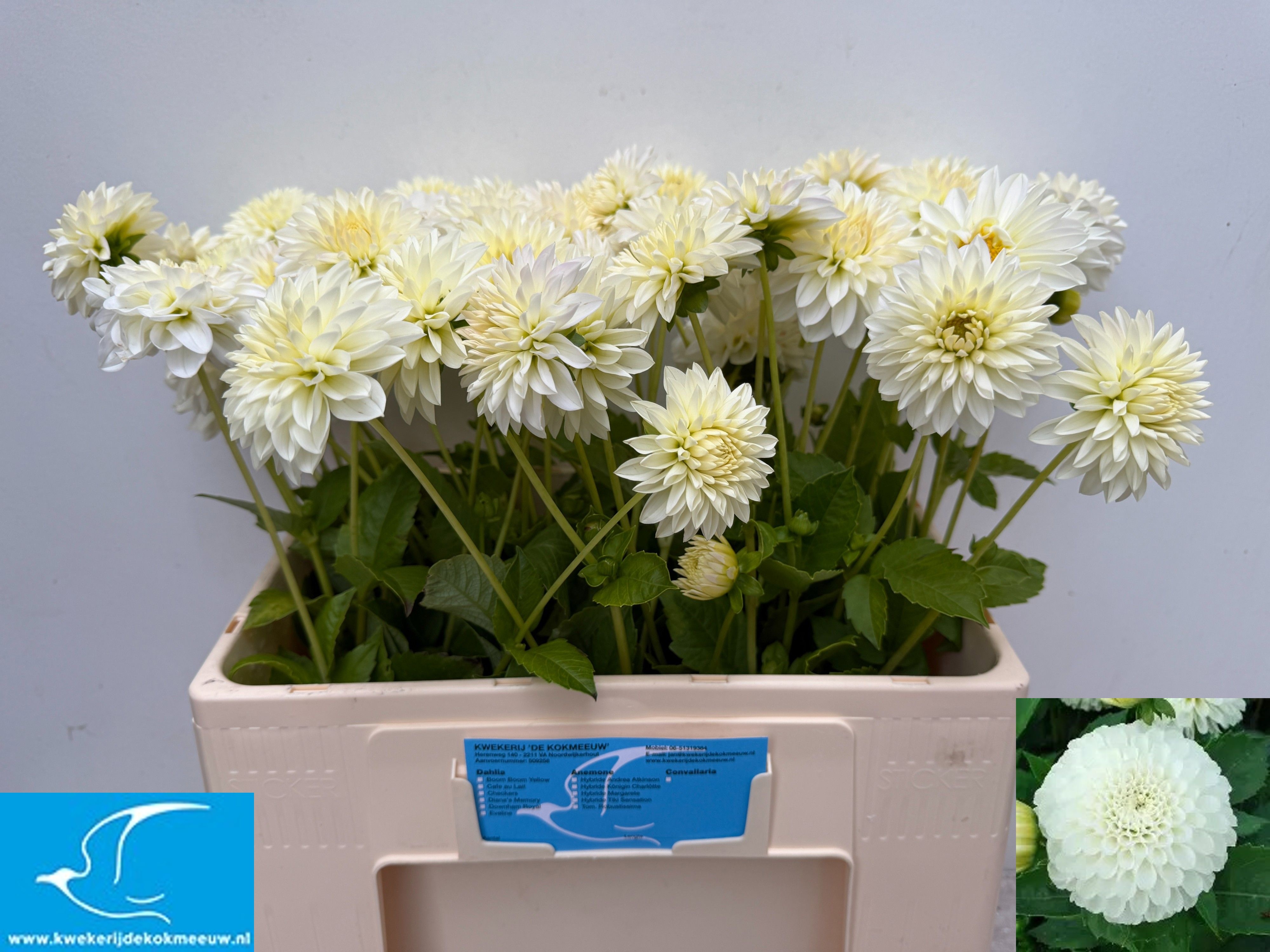 Dahlia Snow Cap 50cm