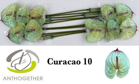 Anth A Klb 'curacao' H% 10