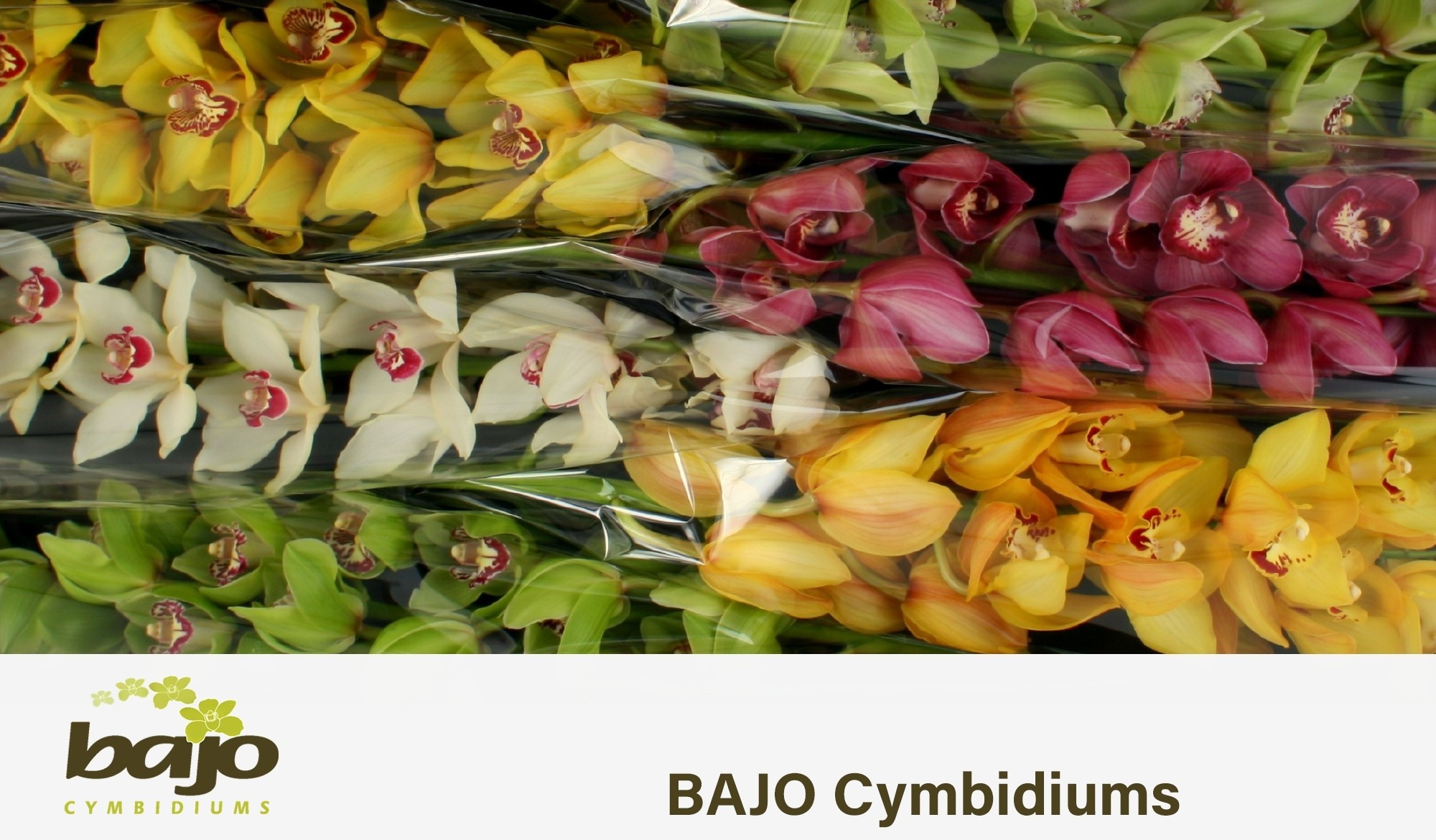 Cymbidium Asst 13bl