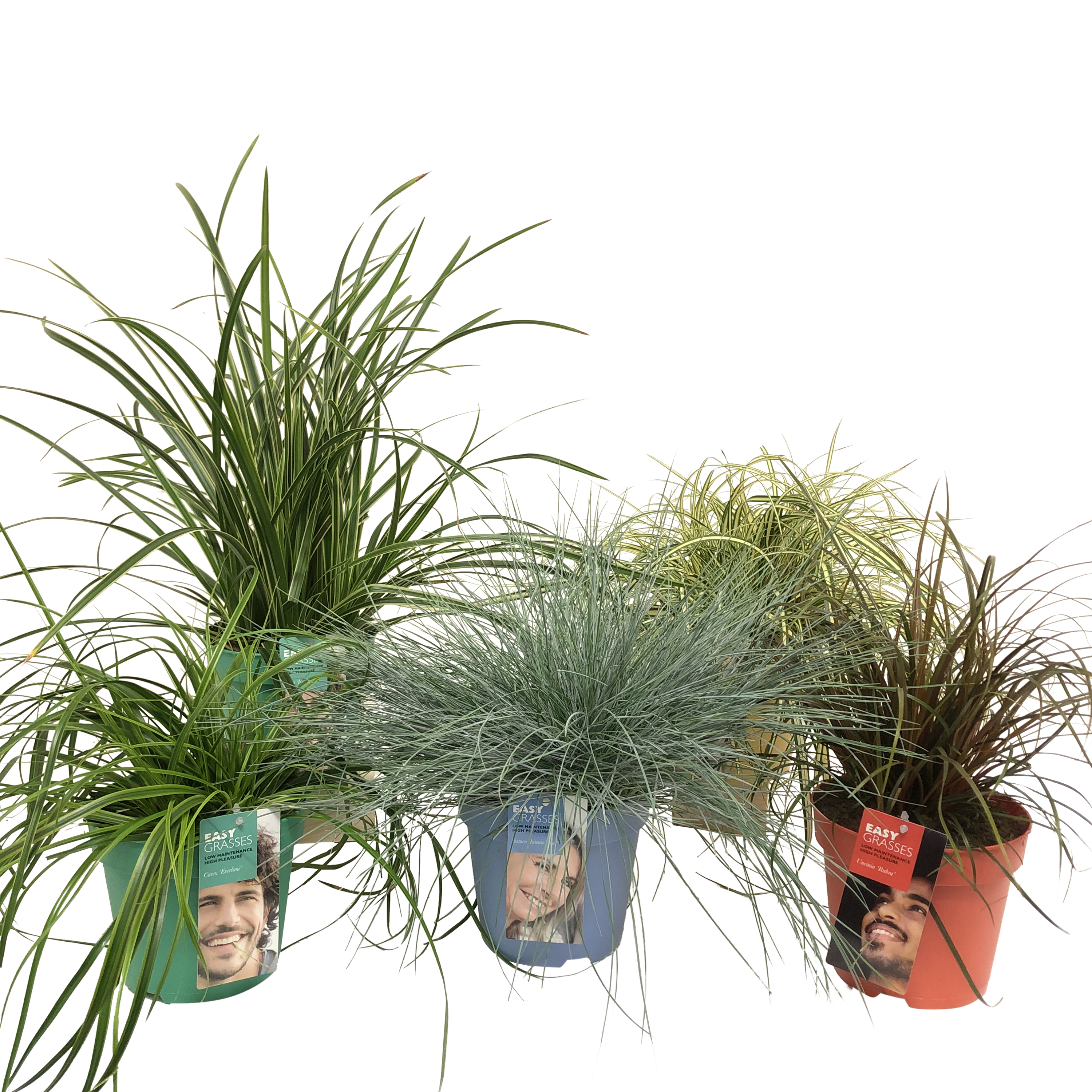 Picture of Ornamental-grasses gekleurde pot