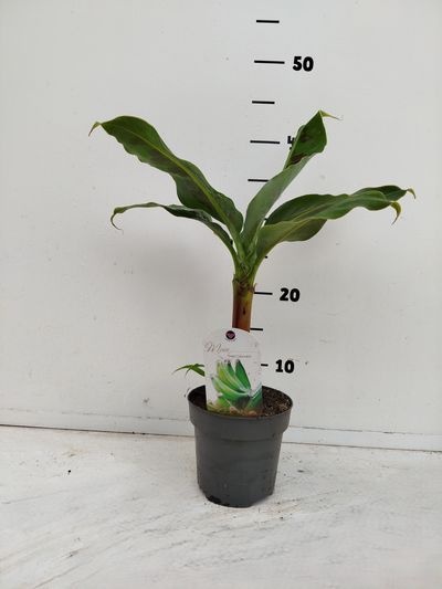Musa Dwarf Cavendish