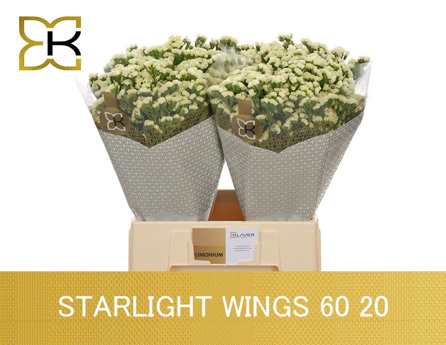 Lim S Starlight Wing