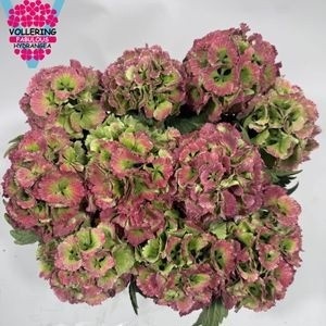 Hydrangea Lollypop Clas 40cm 12Ø