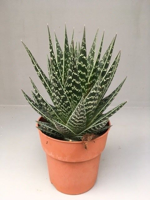 aloe vera gel wirkung gesicht Aloe Vera Gel – 100% Feuchtigkeit [Kühlend & Pur] main image 0