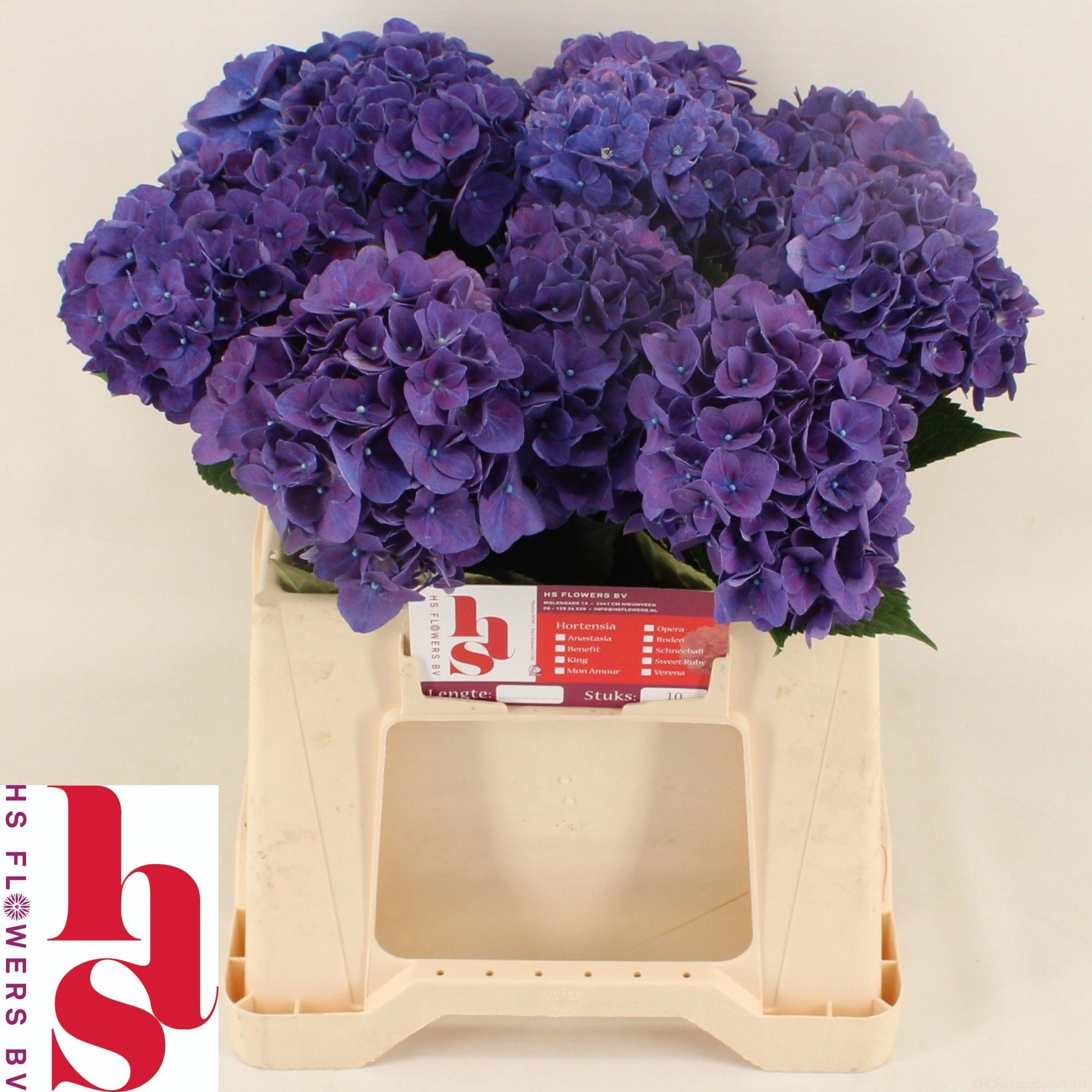 Hydrangea Rodeo Purple 40cm 15Ø