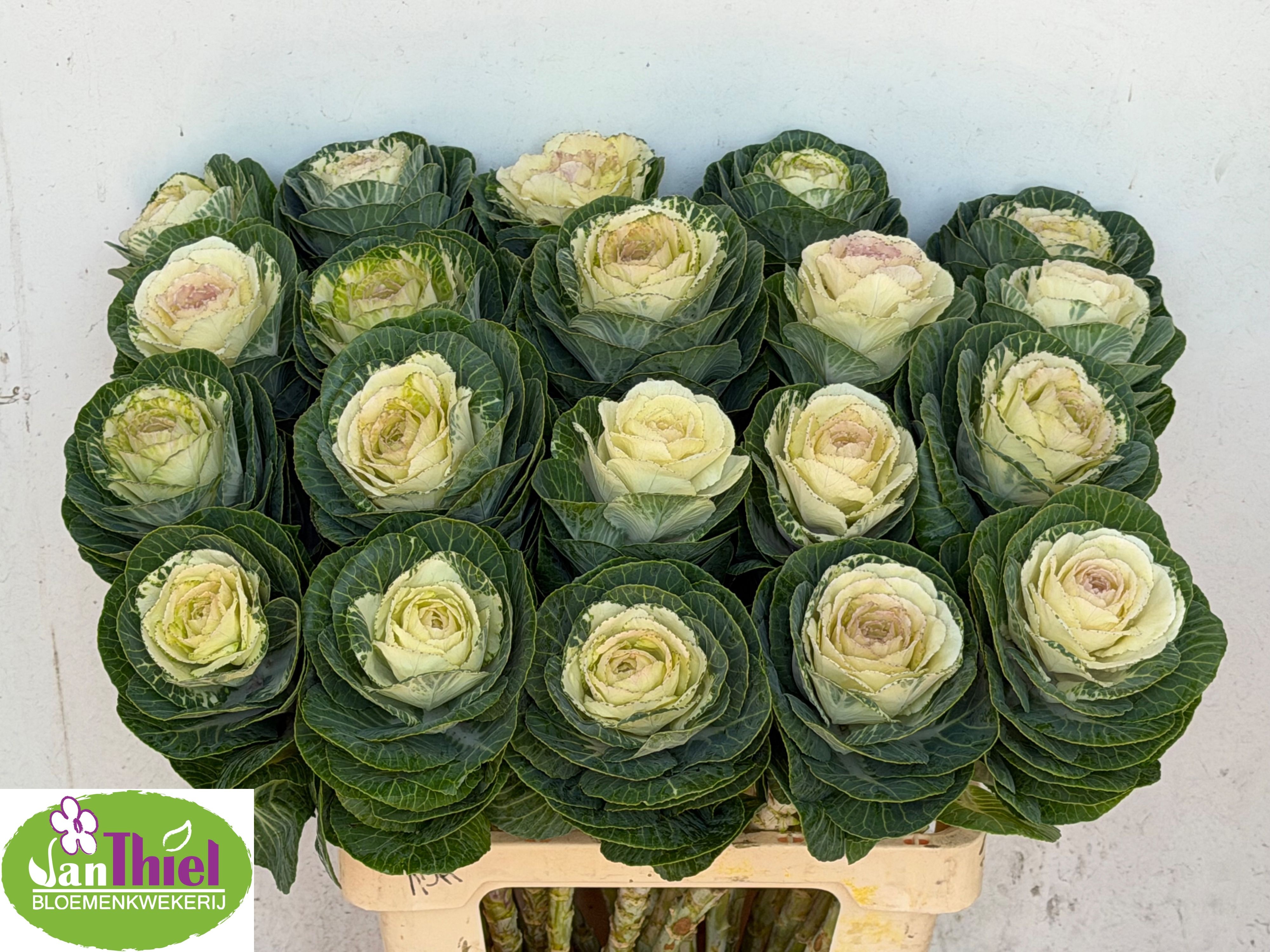 Brassica White Crane 60cm