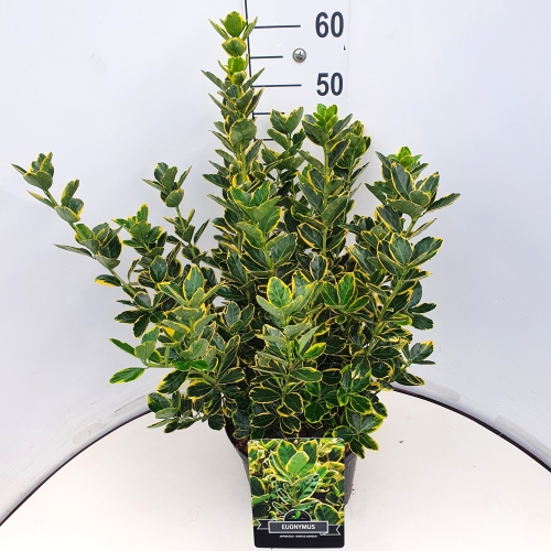 Picture of Euonymus jap. Ovatus Aureus P29 (10 Ltr)