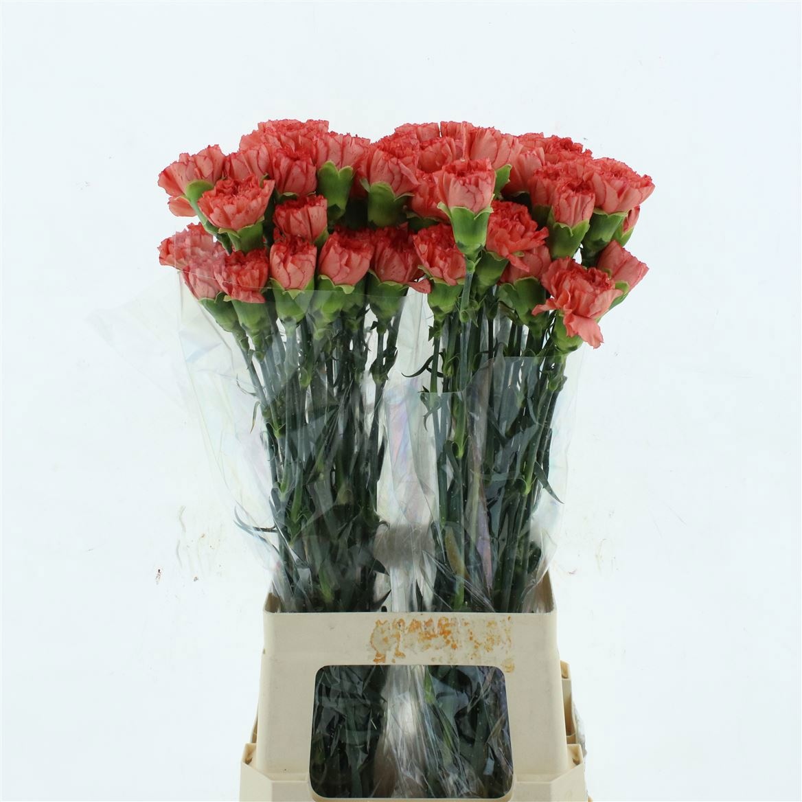 Dianthus Hermes Orange 70cm