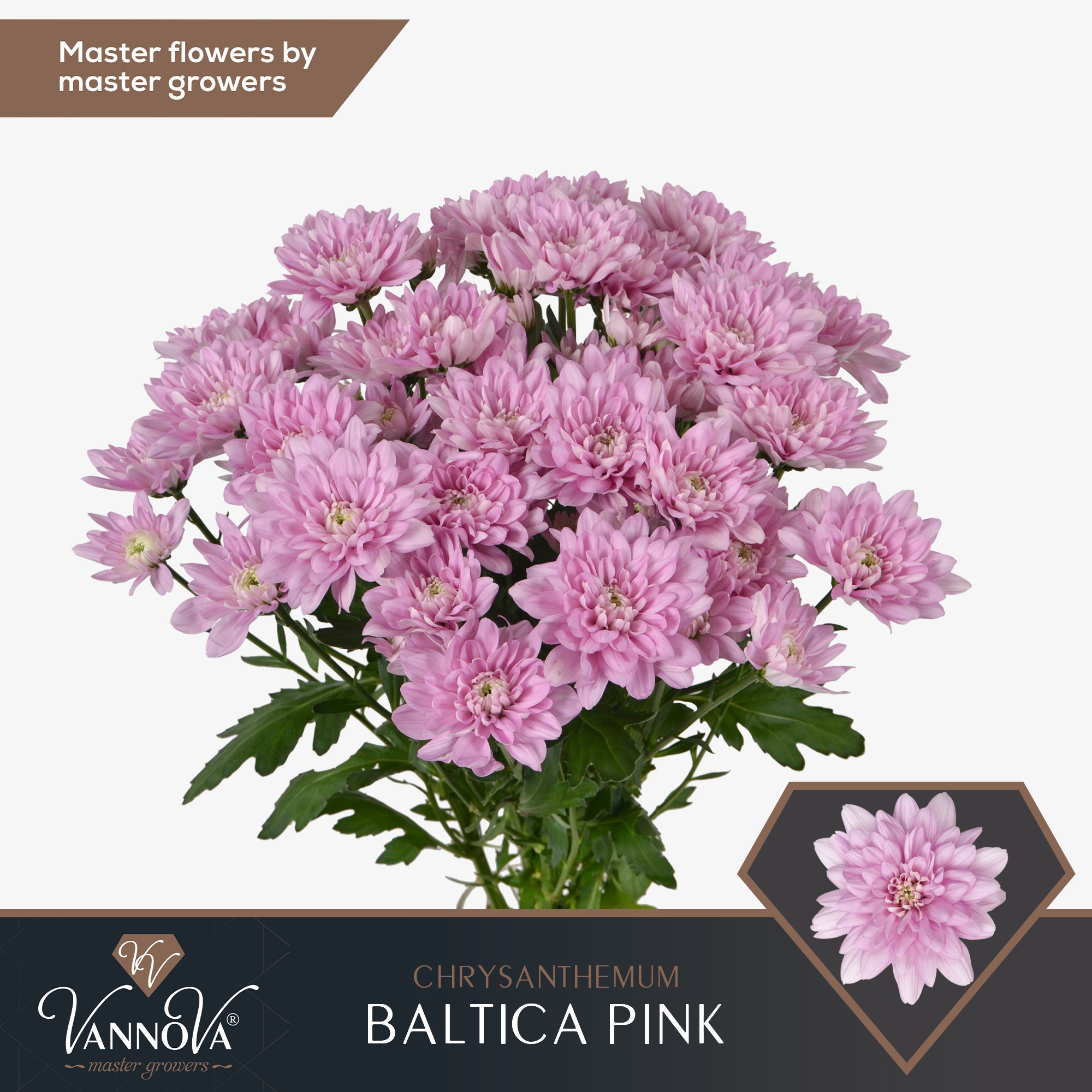 Chrys Spray Baltica Pink 95gram