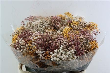 Gypsophila Painted 80cm 40gram