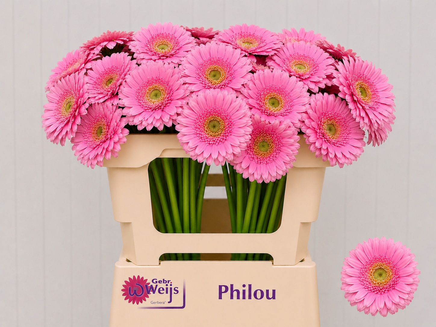 Germini Philou 50cm 7Ø