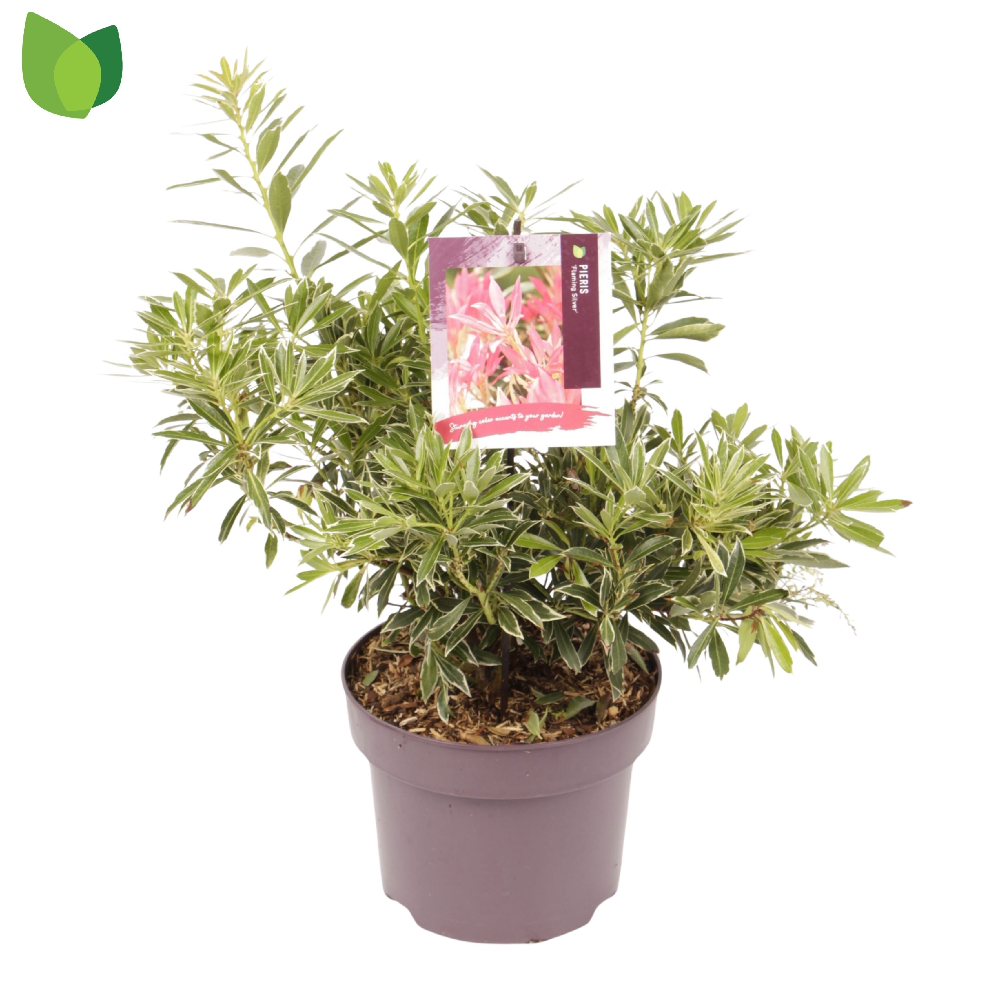 Pieris 'Flaming Silver'