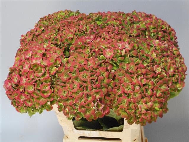 Hydrangea Magical Coral Classic 60cm 18Ø