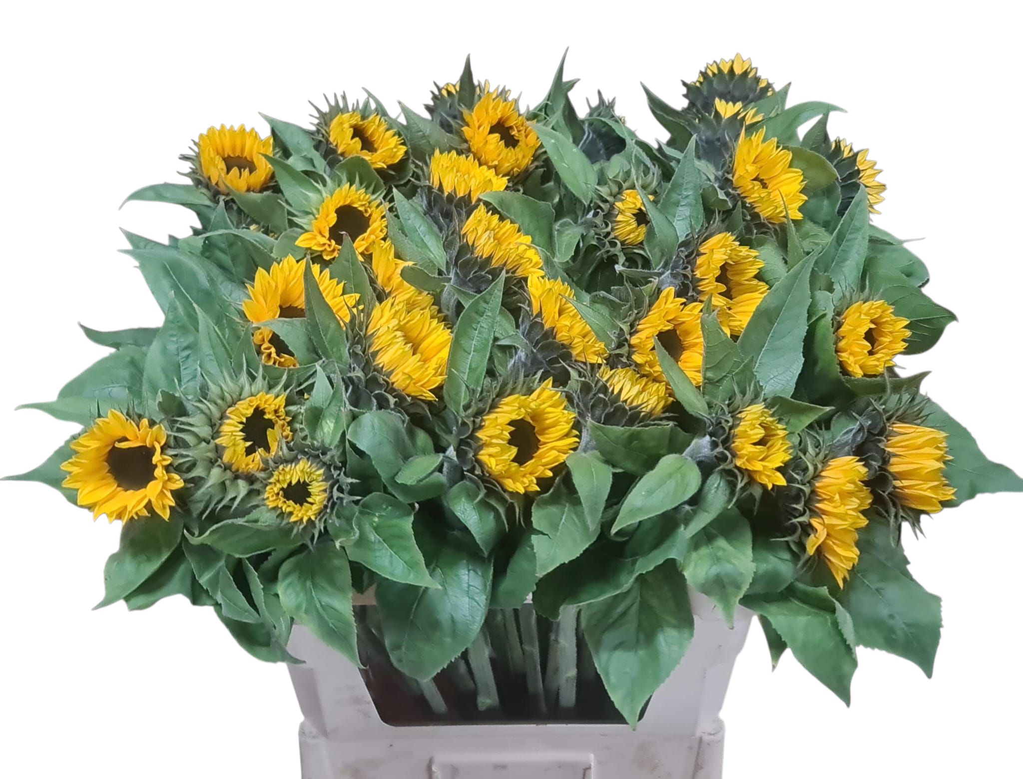Helianthus Sunrich Or 80cm