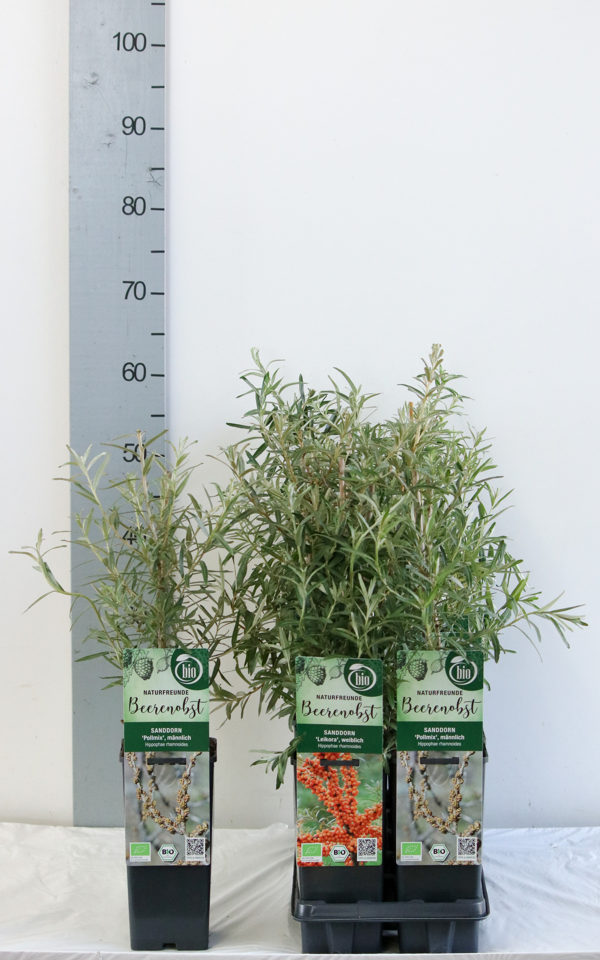 Hippophae rhamnoides in varieties bio