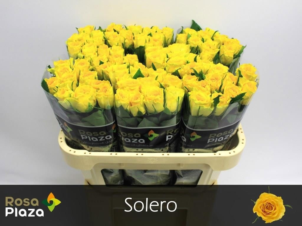 R Gr Solero