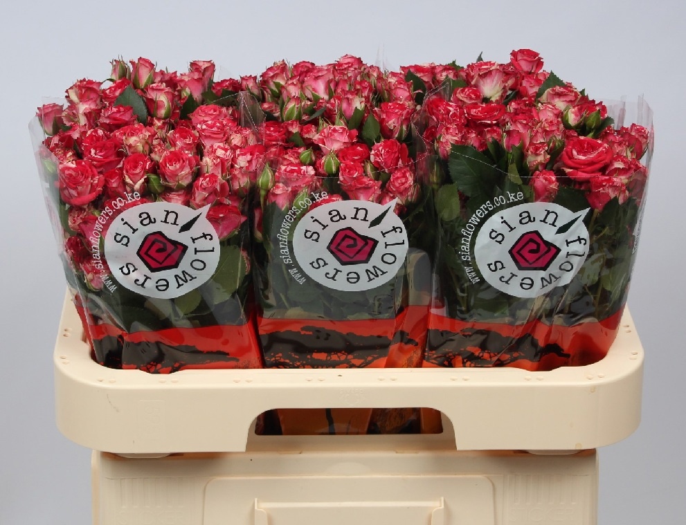 Rosa Spr Fireworks 60cm