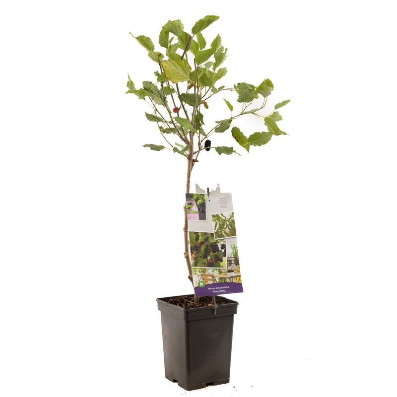 Morus rotundiloba Mojo Berry Dwerg moerbei