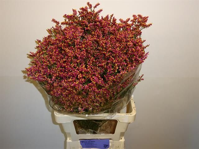Limonium Scar Diamond 70cm 30gram