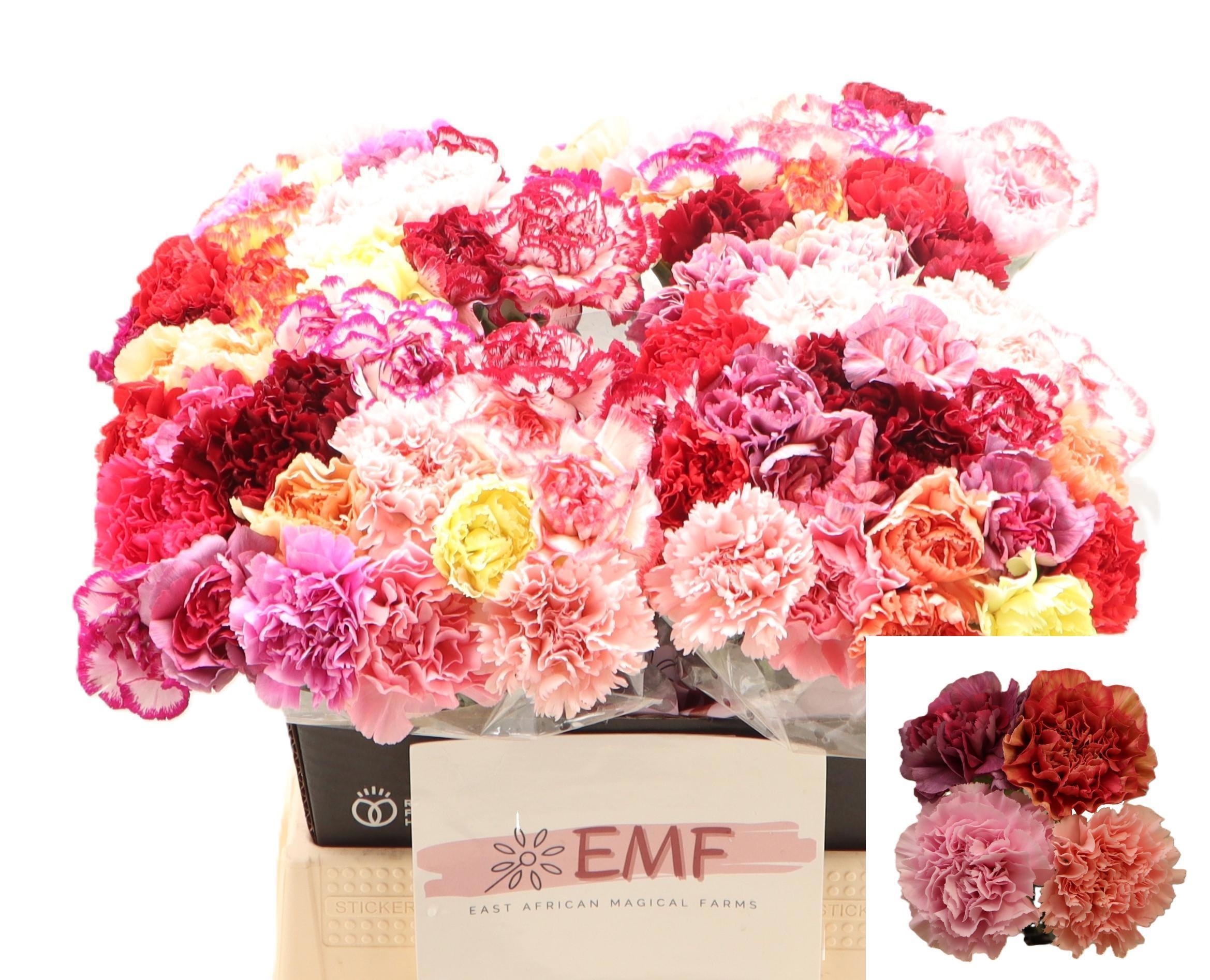Dianthus St Mixed In Bunch 45cm