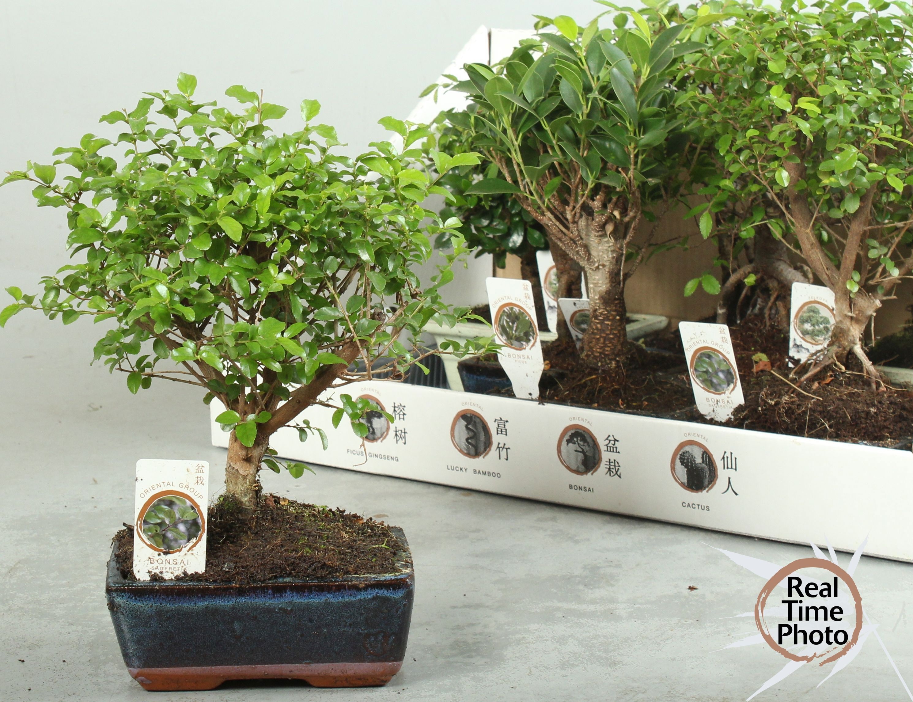 Bonsai Gem 15P 20H