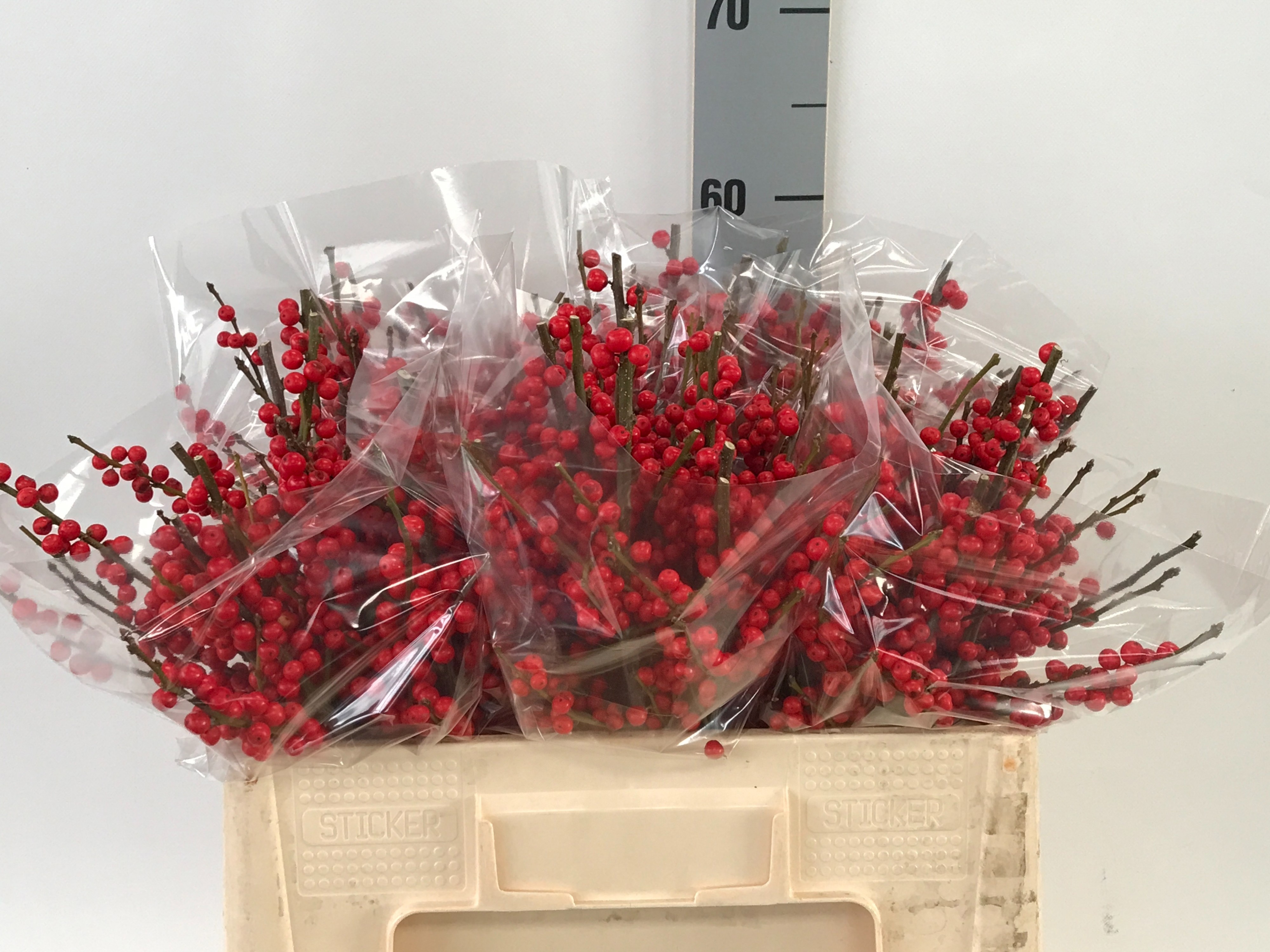 Ilex Verticlilata 50cm
