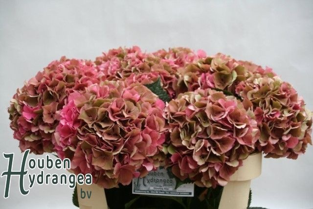 Hydrangea Glowing Alps Classic 80cm 21Ø