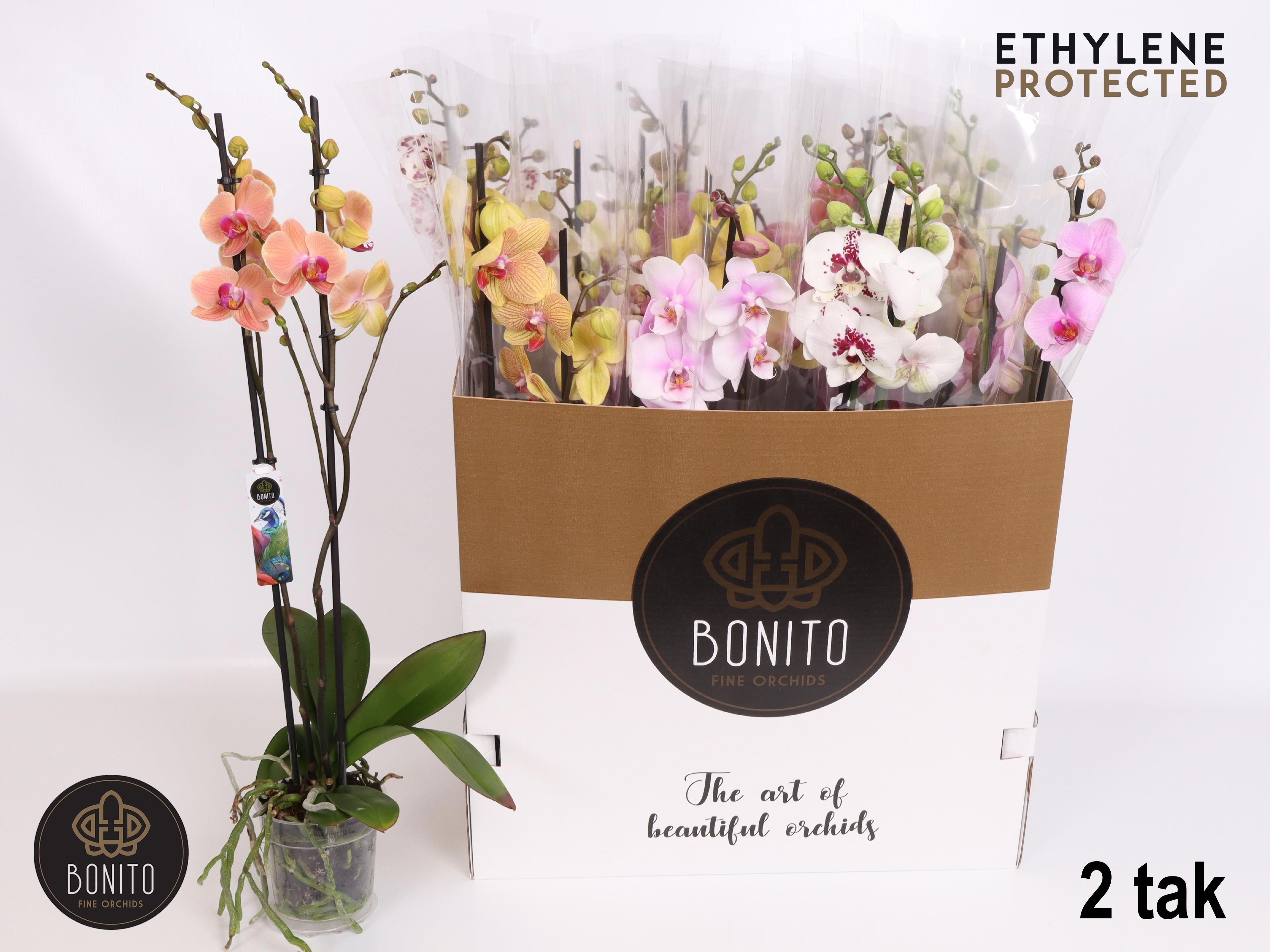 Phal Gem 8 Kl 12Ø 70cm