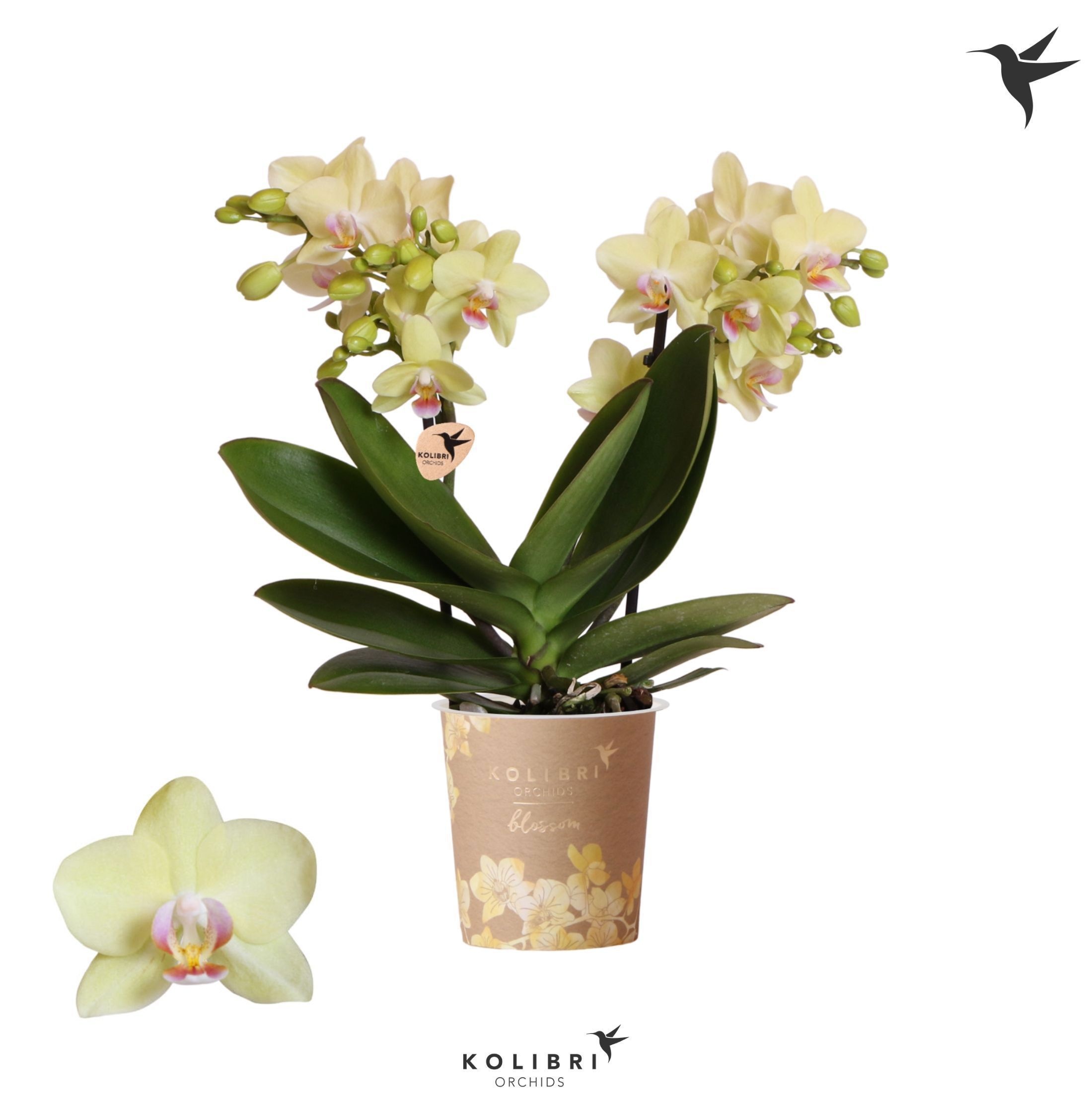 Phalaenopsis Kolibri Orchids Phalaenopsis Blossom Paraguay 2 spike