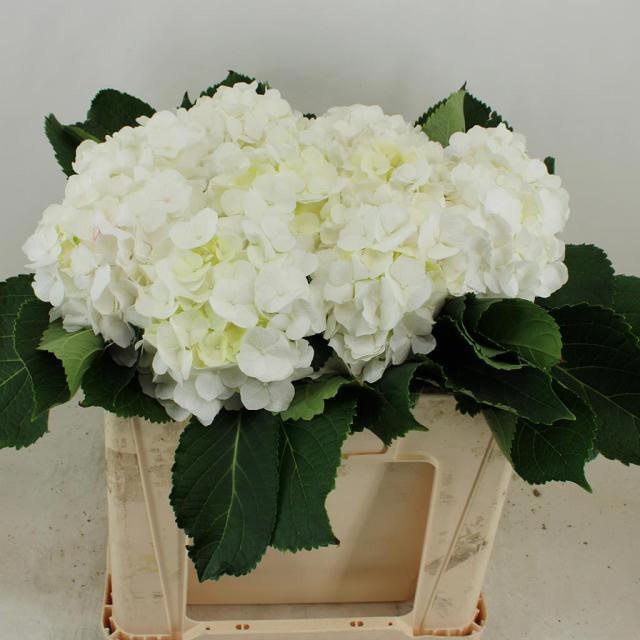 Hydrangea White Verena 50cm 17Ø