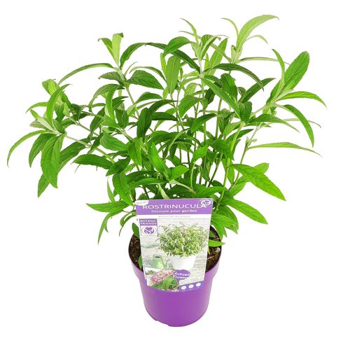 Rostrinucula Dependens p19 Son
