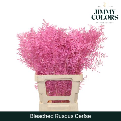 Ruscus Bleached Italy L70 Cerise
