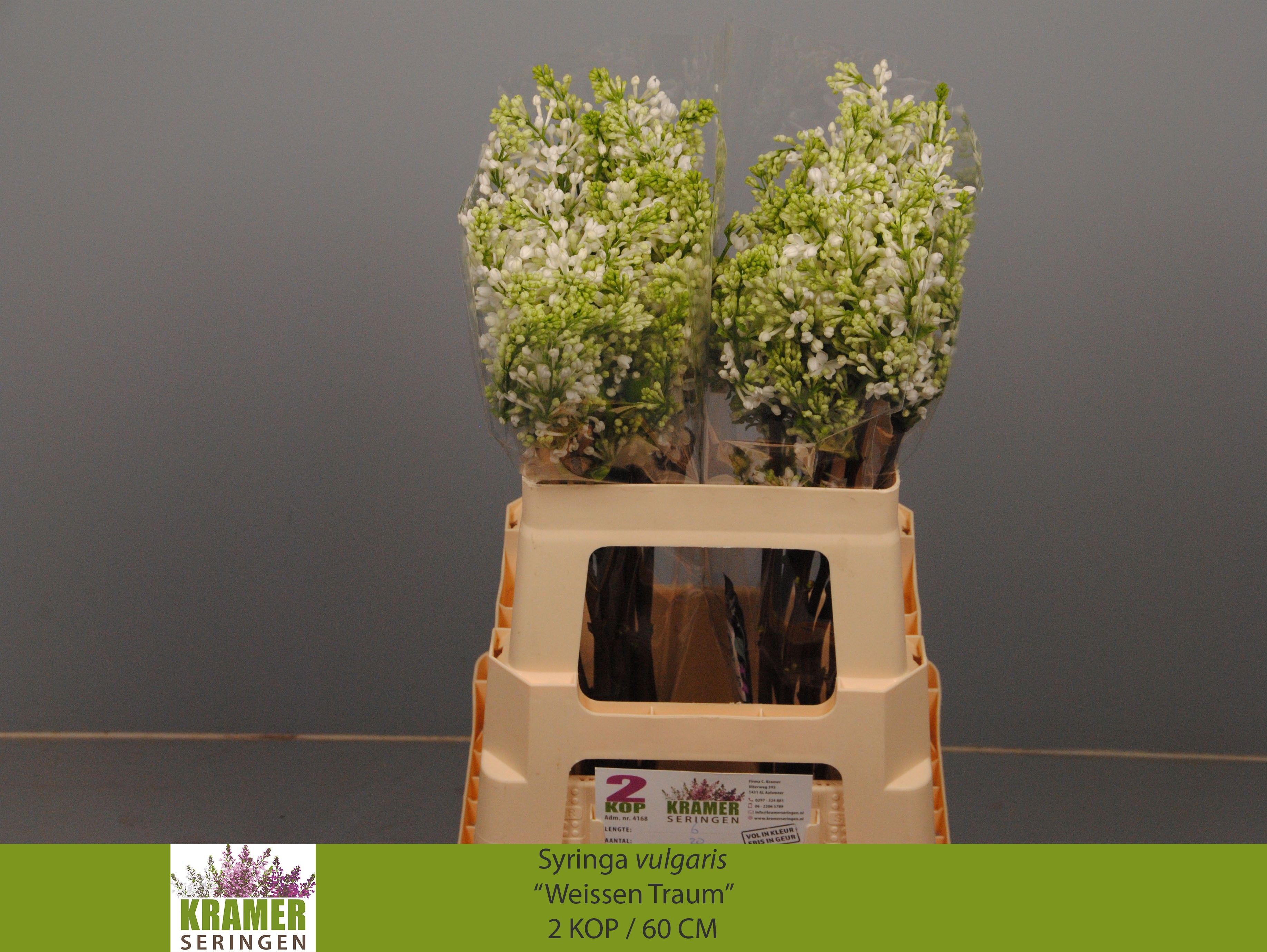 Syringa Engler Weiss 60cm 2