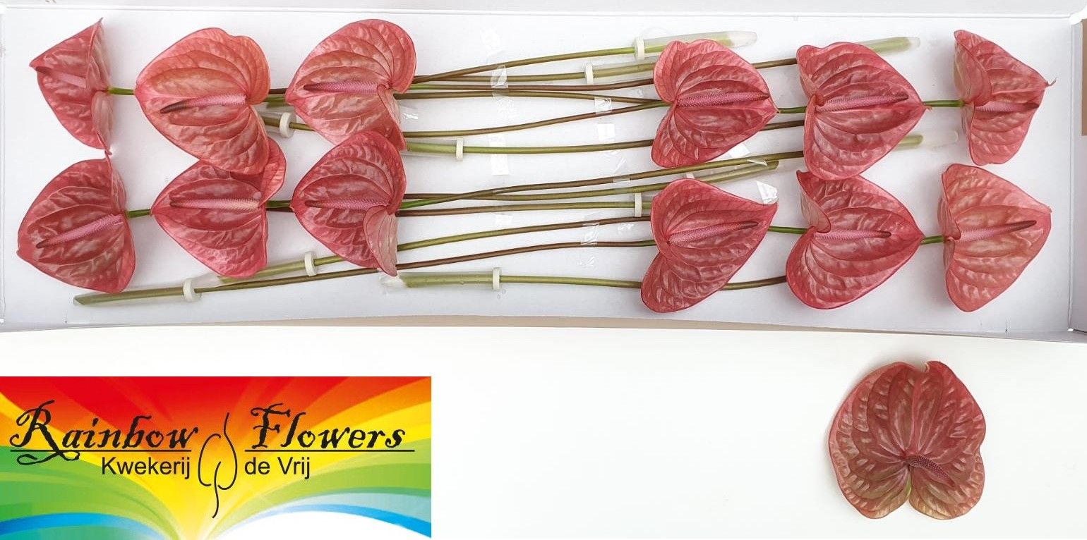 Anthurium Marijke 13Ø