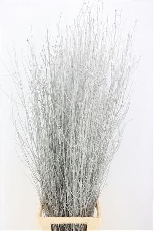 Betula (BIRCH) Painted 120cm